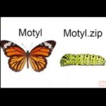 motyl etymologia