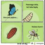 motyl etymologia