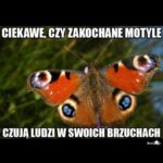 motyl etymologia