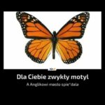 motyl etymologia