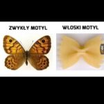 motyl etymologia