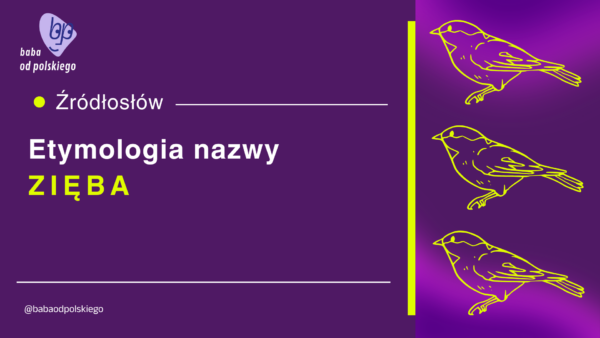 zięba etymologia