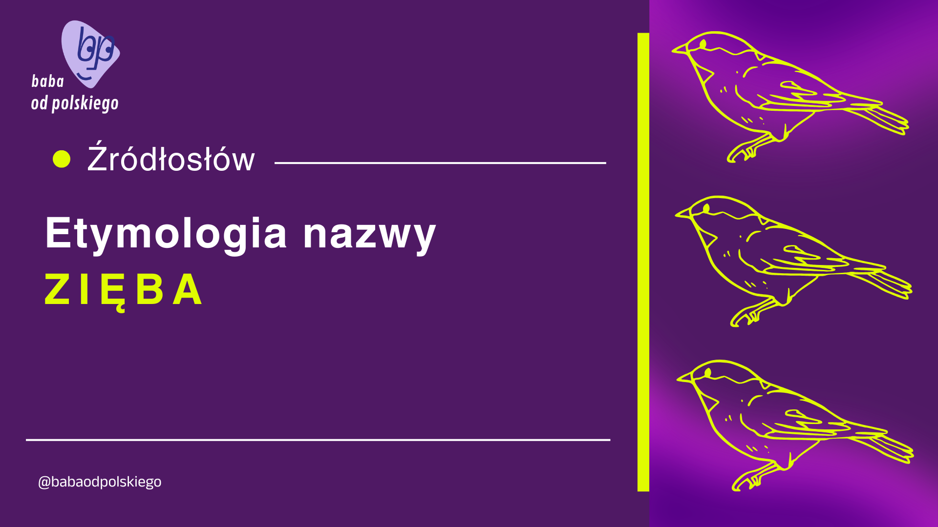 Źródłosłów: etymologia nazwy zięba