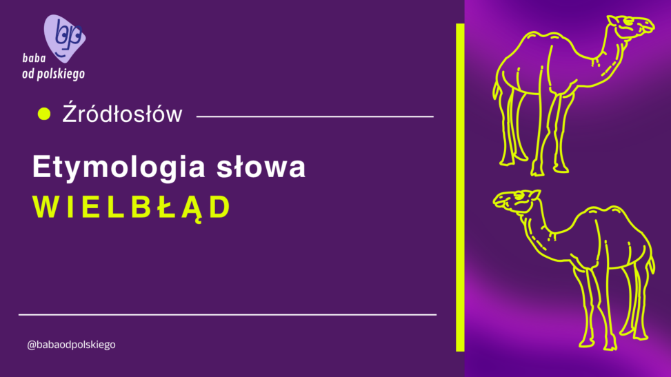 wielbłąd etymologia
